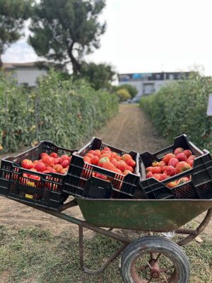 wp-content/uploads/2026/10/Tomate-_-brouette-R-7-scaled.jpg